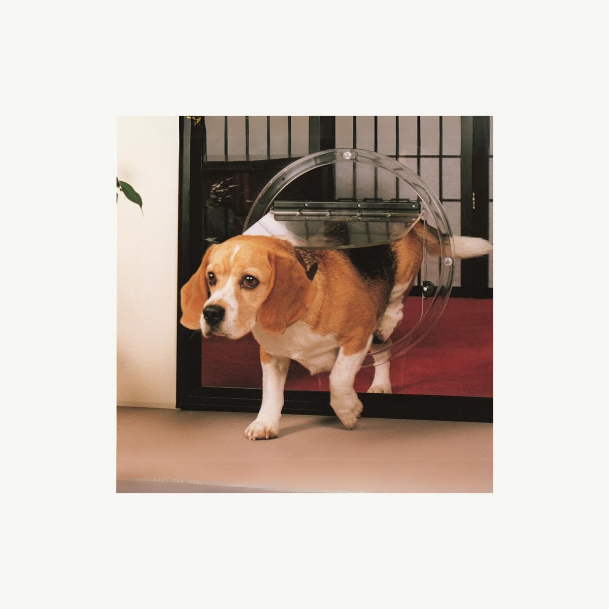 TRANSCAT Dog Door, Clear Perspex, Pet Doors And Screen Mesh - Construction Supplies Australia